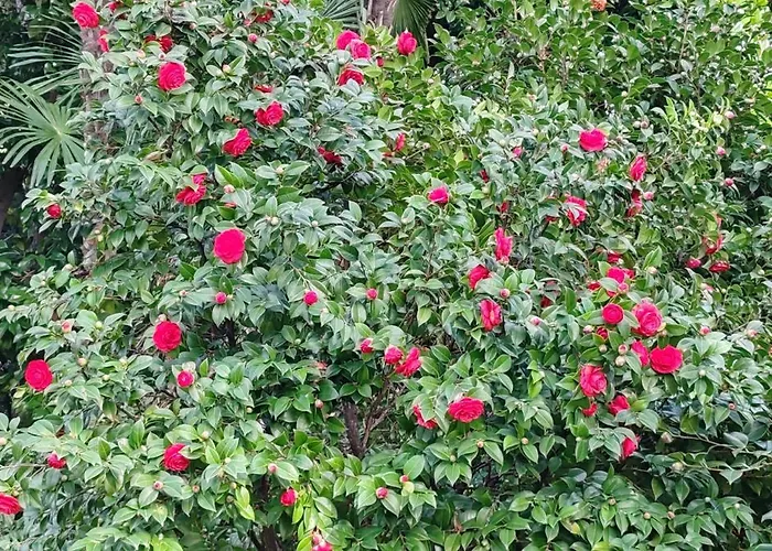 Splendid View 公寓